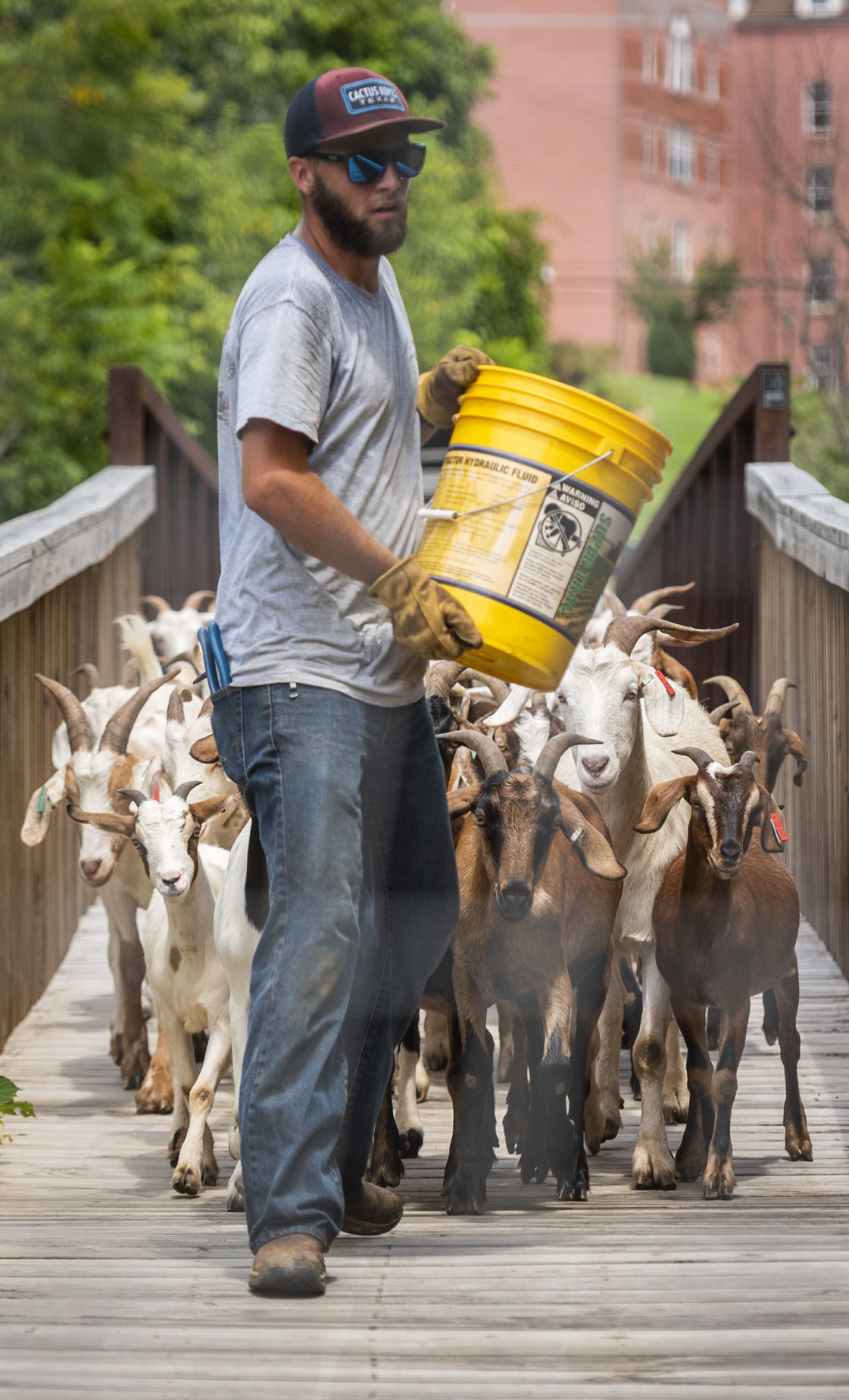 Goats